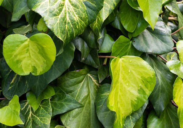 Corazón Hiedra Forma Hoja Pared Cerca Hedera Símbolo Del Amor —  Fotos de Stock