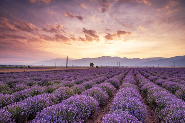 Blooming lavender in a field at sunset in Bulgaria.