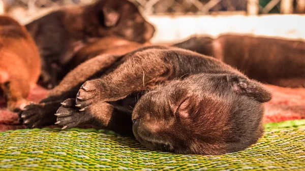 Filhote Cachorro Bonito Está Dormindo — Fotografia de Stock