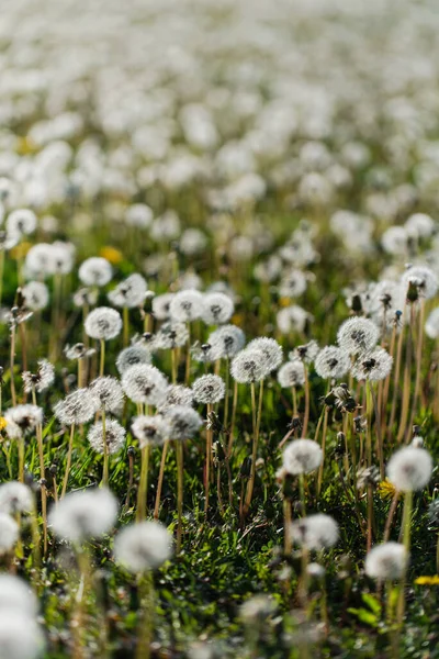 田野里的白花 — 图库照片