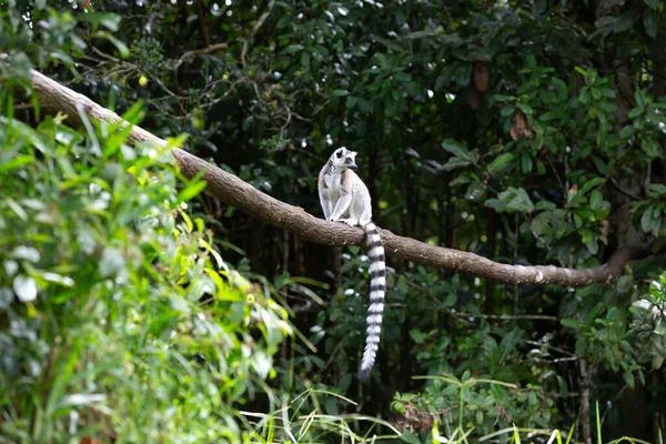マダガスカル島の熱帯雨林のリングテールのキツネザル — ストック写真