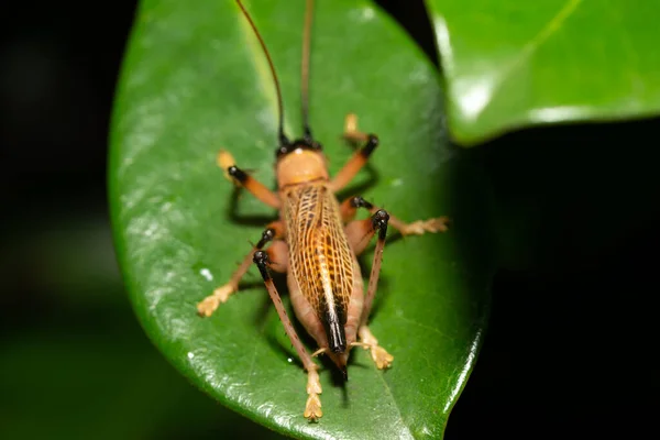 热带雨林中的本地昆虫种类 — 图库照片