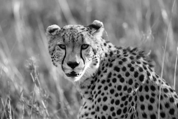 Närbild Gepard Mellan Gräset — Stockfoto