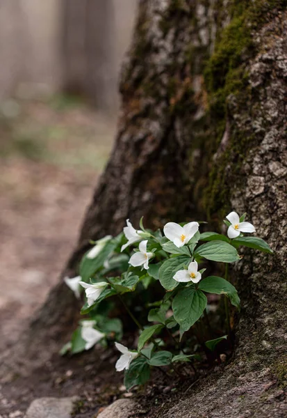 Lindas Flores Silvestres Floresta — Fotografia de Stock