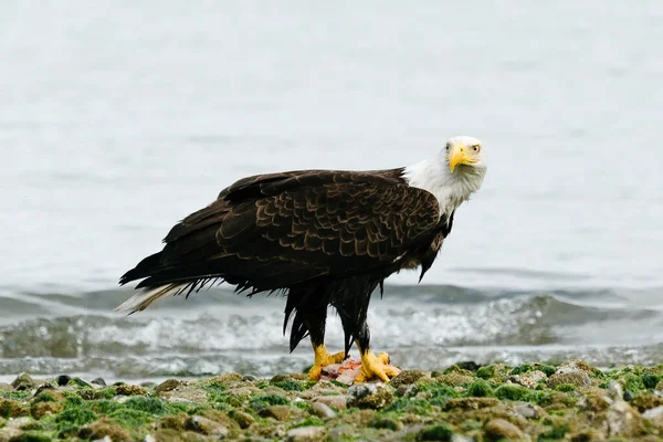 Una Bella Aquila Calva Alla Ricerca Prede — Foto Stock