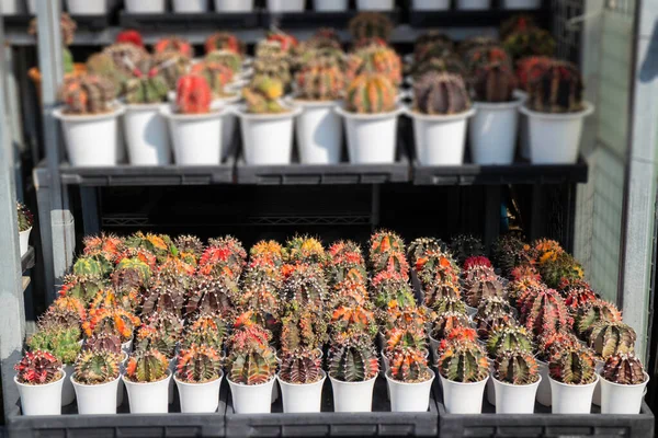 Kaktusz Cserepek Kirakatvásárlásban Stock Photo — Stock Fotó