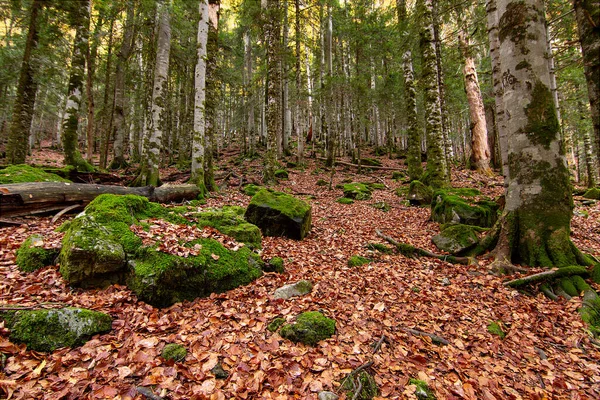 Beau Panorama Avec Des Arbres Des Feuilles Brunes Tombées — Photo