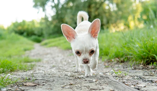 Chihuahua Chihuahua Chiot Blanc Marchant Sur Une Prairie Verte — Photo