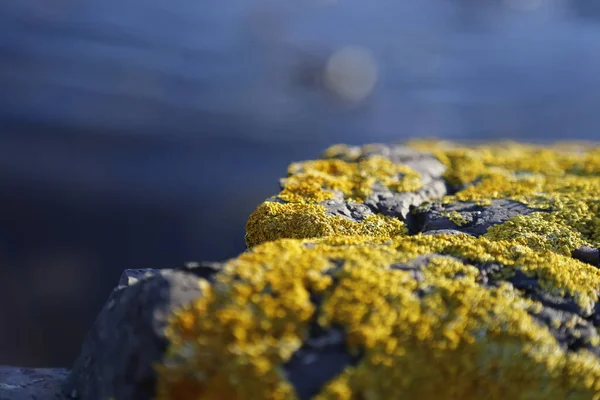 在被蓝色海底色的黄苔藓覆盖的海滨上贴上照片的石头和岩石 — 图库照片