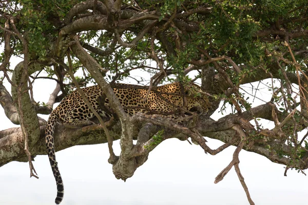 Leopardo Asentado Cómodamente Entre Las Ramas Árbol Para Descansar —  Fotos de Stock