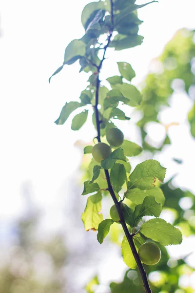 Bir Ağaç Dalında Yeşil Yapraklar — Stok fotoğraf