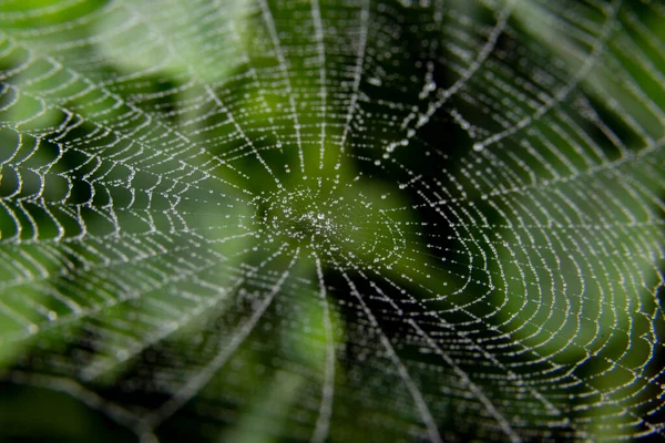 Păianjen Dulce Niște Picături Ploaie Păianjen — Fotografie, imagine de stoc