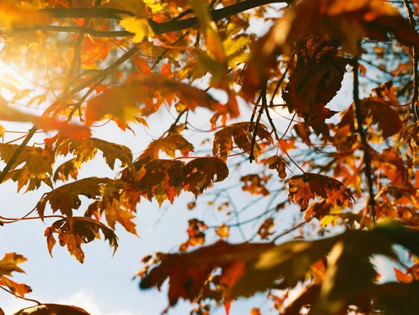 Automne Orange Vif Laisse Tomber Jour Croustillant Contre Ciel Bleu — Photo