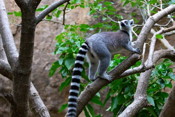 Lemur Okrągłoogonowy Środowisku Naturalnym — Zdjęcie stockowe