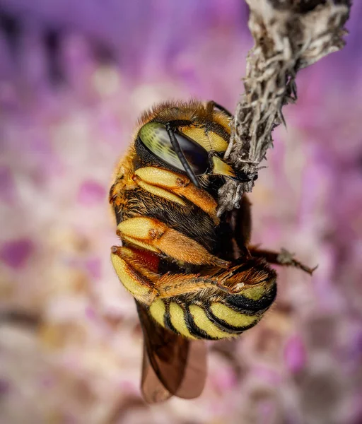 Makrofoto Einer Biene Auf Einer Blume — Stockfoto