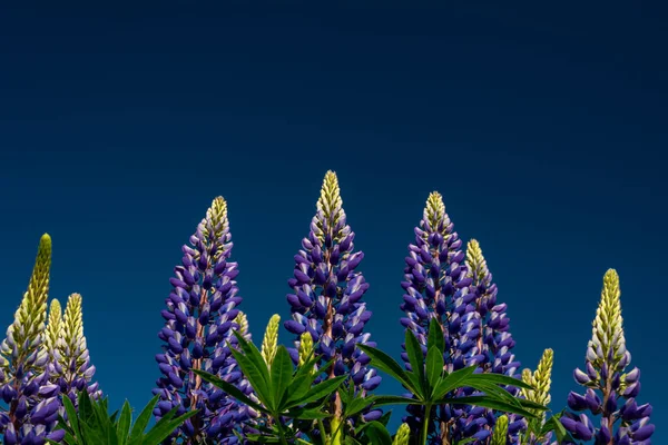 Mavi Gökyüzüne Karşı Lupin Çiçekleri Yaklaşın — Stok fotoğraf