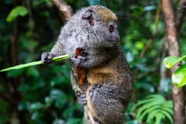 Pequeño Lémur Una Rama Come Una Brizna Hierba — Foto de Stock