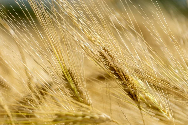 Cebada Barbuda Casi Alcanza Punto Cosecha Campo Cerca Thirsk Yorkshire — Foto de Stock