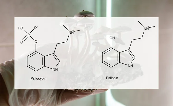 사람들의 정신적 신체적 건강에 미치는 실로시빈과 시신의 의학적 실로시빈 버섯의 — 스톡 사진