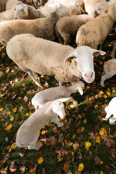 Koyun Kuzular Sonbaharda Çitin Içinde — Stok fotoğraf