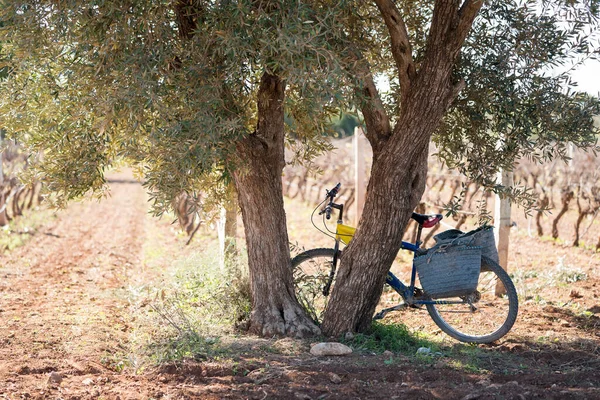 Vélo Dans Forêt — Photo