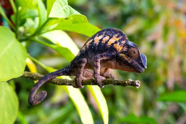 Camaleón Primer Plano Parque Nacional Madagascar — Foto de Stock