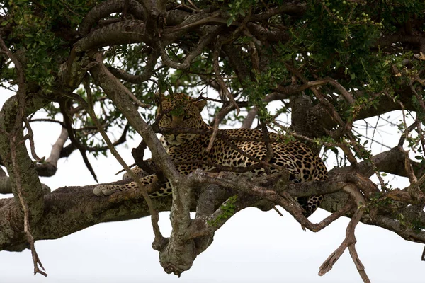 Leopardo Yace Sobre Las Ramas Árbol —  Fotos de Stock