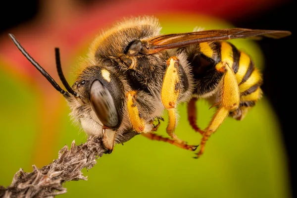 Masculino Trachusa Interrupta Abelha Dormindo Mordendo Pequeno Galho — Fotografia de Stock