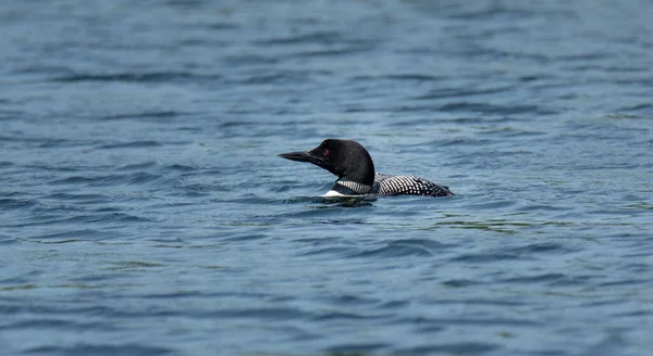 Oiseau Dans Eau — Photo