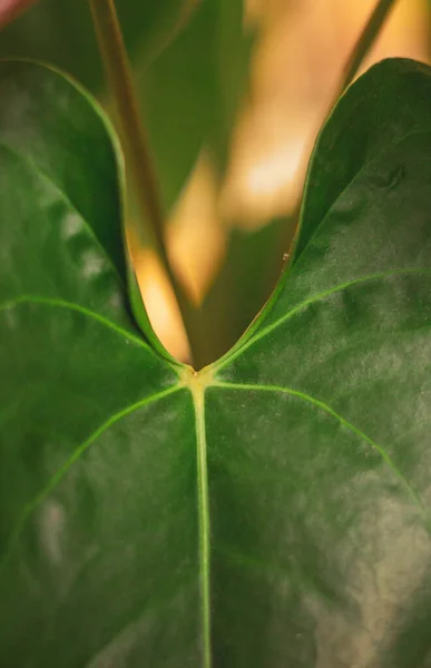 植物及树叶 — 图库照片
