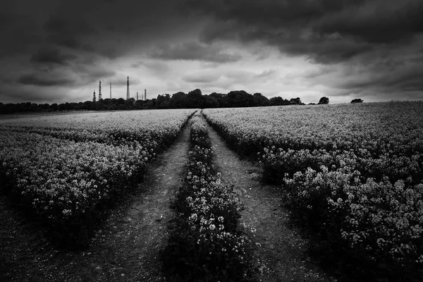 Bellissimo Paesaggio Con Campo Nuvole — Foto Stock