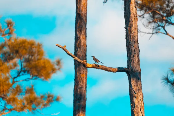 Branches Arbres Morts Sur Fond Bleu Ciel Clair — Photo