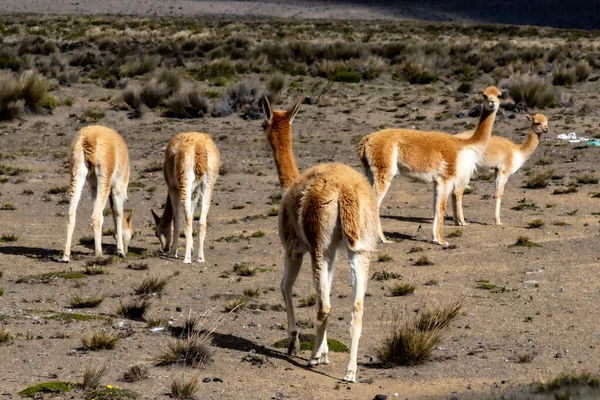 Grupo Animales Salvajes Parque Nacional Kenya — Foto de Stock