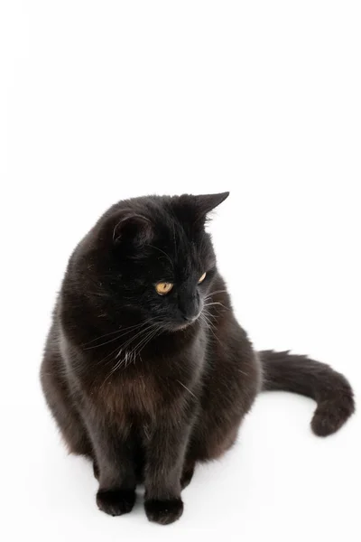 Hermoso Gato Negro Posa Sobre Fondo Blanco — Foto de Stock