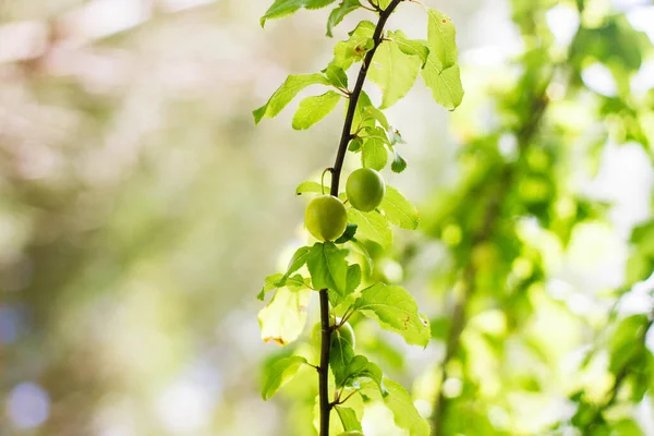 Bahçedeki Kiraz Ağacının Yeşil Yaprakları — Stok fotoğraf