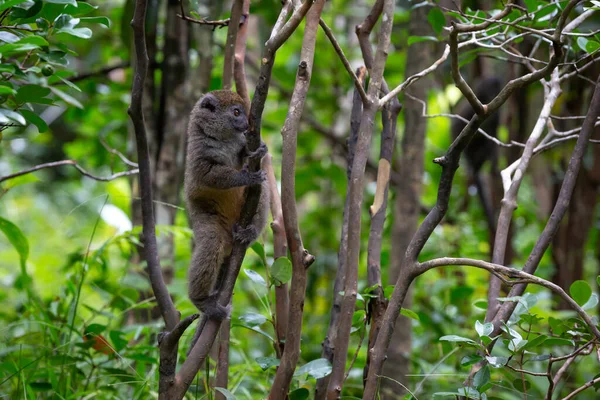 Liten Lemur Regnskogen Madagaskar — Stockfoto