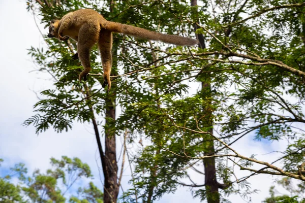 Los Lémures Una Selva Tropical Los Árboles Saltando Árbol Árbol — Foto de Stock