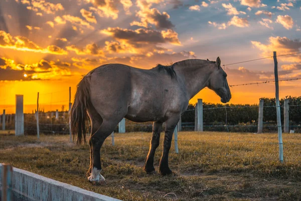 野原の美しい馬は — ストック写真