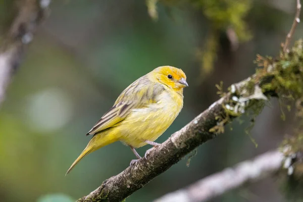 Bellissimo Uccello Giallo Nella Vegetazione Della Foresta Pluviale Atlantica Serrinha — Foto Stock