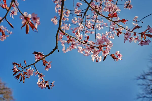 花园里美丽的粉红色花朵 — 图库照片