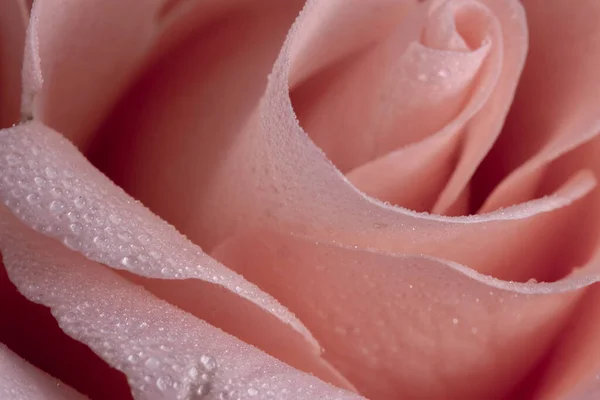 Delicado Rosa Rosa Macro Fotografía Con Algunas Gotas Lluvia Parte — Foto de Stock