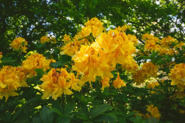 花园里的黄花 — 图库照片