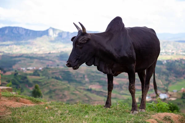 Ganado Zebú Pasto Isla Madagascar — Foto de Stock