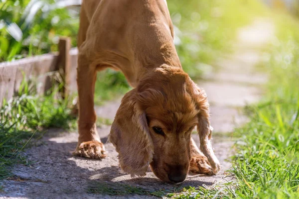 Leuke Amerikaanse Cocker Spaniel Puppy — Stockfoto