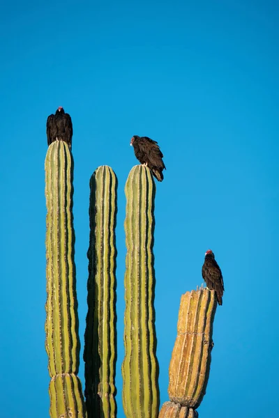 自然を背景に砂漠のサボテンや鳥は — ストック写真