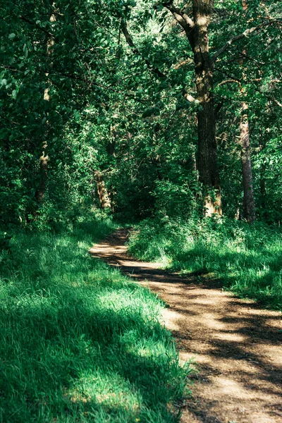 Sentier Forestier Vert Dans Parc — Photo