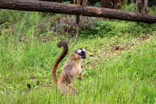 Alguns Lêmures Marrons Brincam Prado Tronco Árvore Estão Esperando Visitantes — Fotografia de Stock