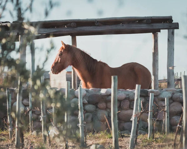 Eine Herde Pferde Die Auf Dem Hof Weidet — Stockfoto