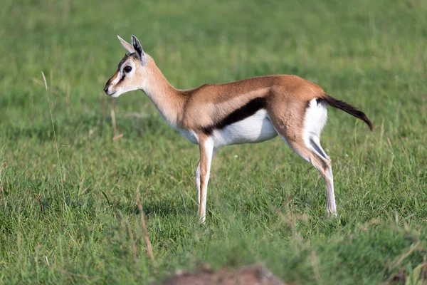 Eine Sehr Junge Thomson Gazelle Der Kenianischen Graslandschaft — Stockfoto