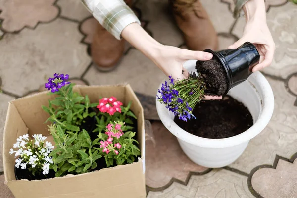 鉢に花を植える女性 — ストック写真